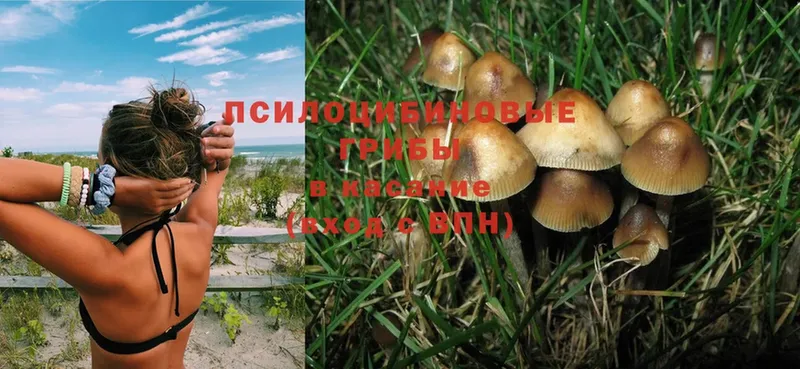 закладка  Мосальск  Галлюциногенные грибы Magic Shrooms 